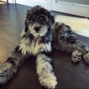 Meet your Posher, Devin